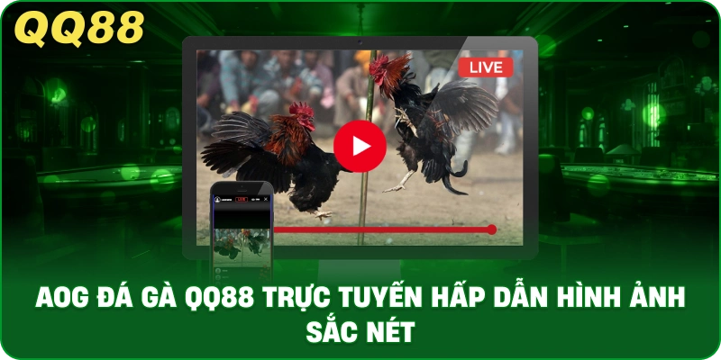 AOG Đá Gà – Trải Nghiệm Trực Tiếp Đá Gà Ổn Định Tại QQ88